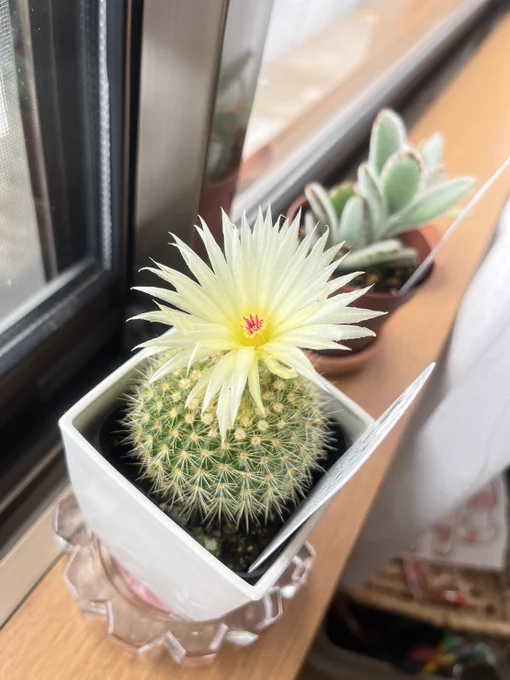 春から育て始めたサボテンのお花が咲きました〜