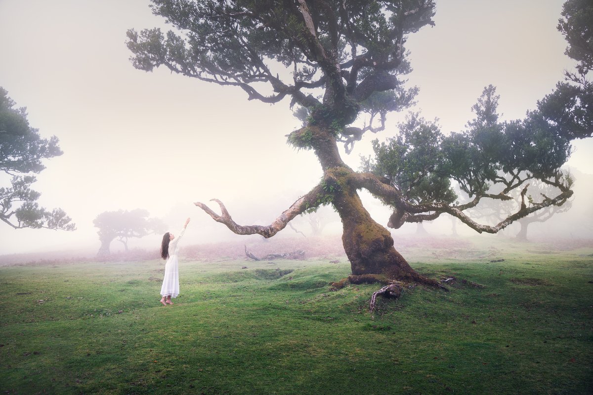 jose_ramos's tweet photo. GM! ♥️ Today  is the day, 6529 Meme 105 "The Lesson" is ready to go live! 🔥🚀

🌲This photo was made in one of the most special places I have ever been to, the Unesco World Heritage Forest of Fanal in Madeira Island, filled with symbolism. Read on for details 👇🧵1/18 https://t.co/SDpWP7N8Gj
