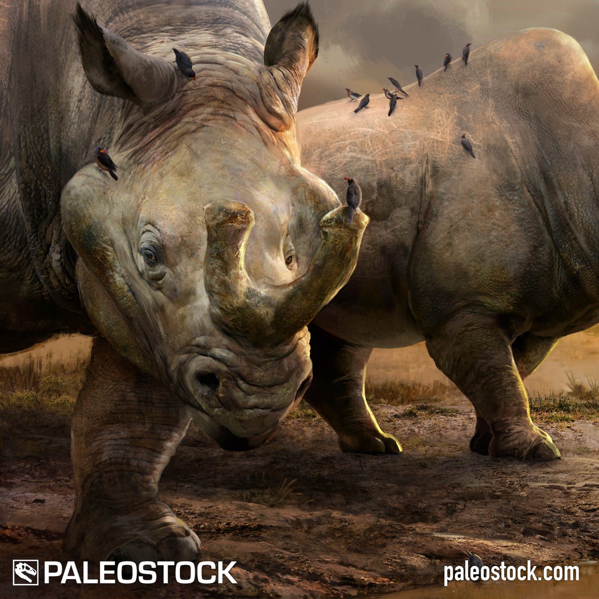 ngarland's tweet photo. GetPaleostock: Brontotheres were massive odd-toed ungulates that lived in the Eocene Epoch.

License this stock resource at: https://t.co/5UZ5oK3B4T

Illustration by Lucas Lima

#paleontology #paleoart https://t.co/NM4n0VDxVn