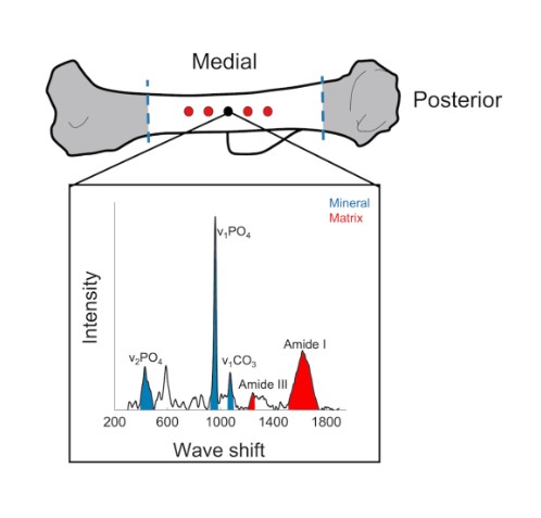 A new study hypothesized that germ-free mice have increased bone mass &amp; decreased bone toughness compared with conventionally-housed mice #JBMR #ASBMR <a href="/Ghazal_Vahidi_/">Ghazal Vahidi</a> <a href="/thehopefulscie1/">Hope Welhaven, PhD</a> <a href="/RezaeeTaraneh/">Taraneh Rezaee</a> @ramina_behzad <a href="/HeveranChelsea/">Dr. Chelsea Heveran</a>

Read the results here: ow.ly/ZYuZ50OxUcQ