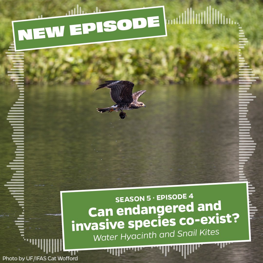Can endangered and #invasivespecies co-exist? In this week's episode, we talk about what it's like managing an invasive while protecting an endangered species. Ft. #waterhyacinth and the Snail Kite.
podcasters.spotify.com/pod/show/ufifa…

Photo by Cat Wofford

#WorkingintheWeeds #WITW