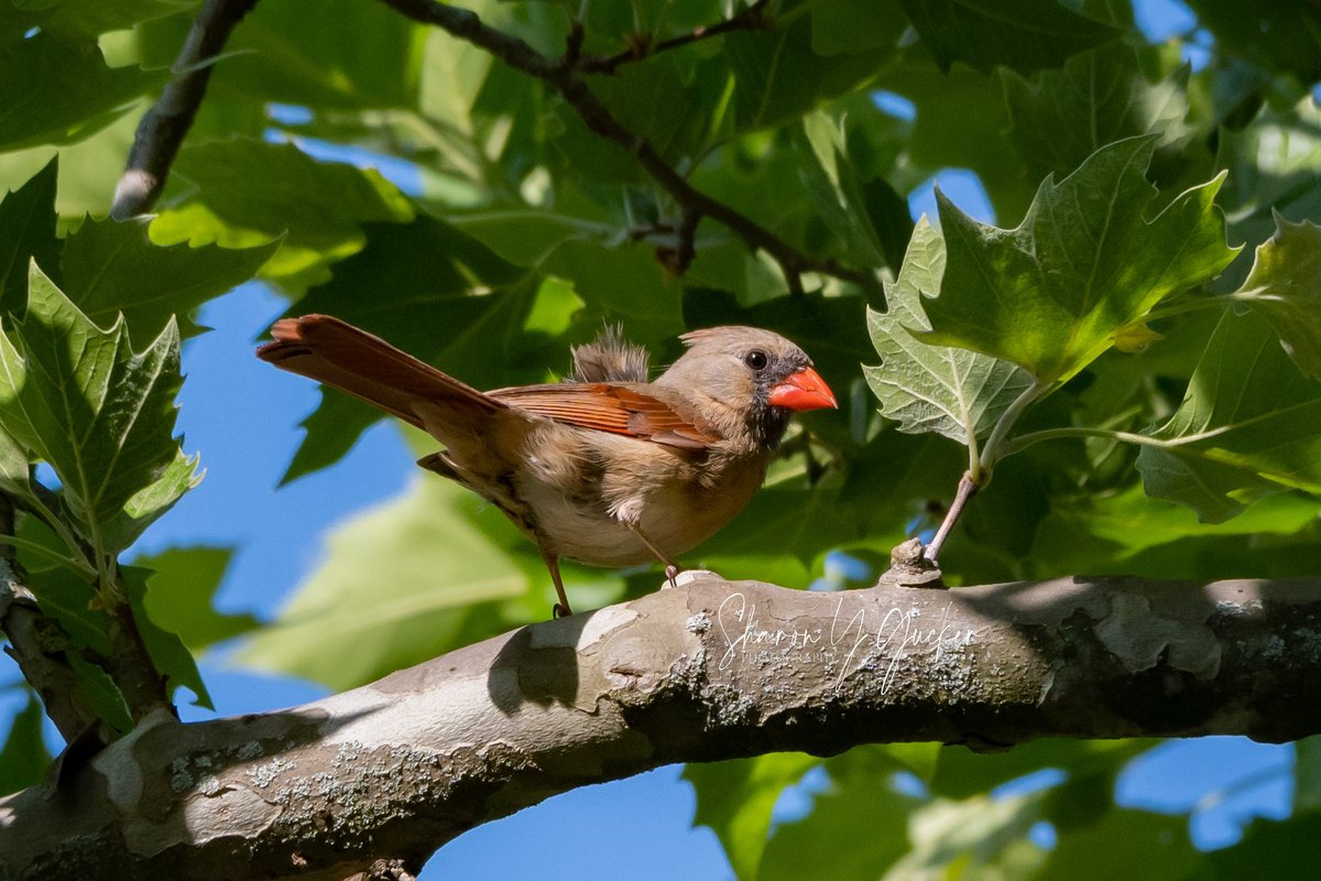 sygdesigns's tweet image. Cardinal
#WildlifeWednesday #cardinal #femalecardinal #wildlife #birds #twitterbirds #birdlovers #wildlifephotography #Cardinals #femalebirds #ThePhotoHour #nikon #nikonphotography #nikoncreators #birdlife #animals #TwitterNaturePhotography #photography #Twitterbirds #wildbirds