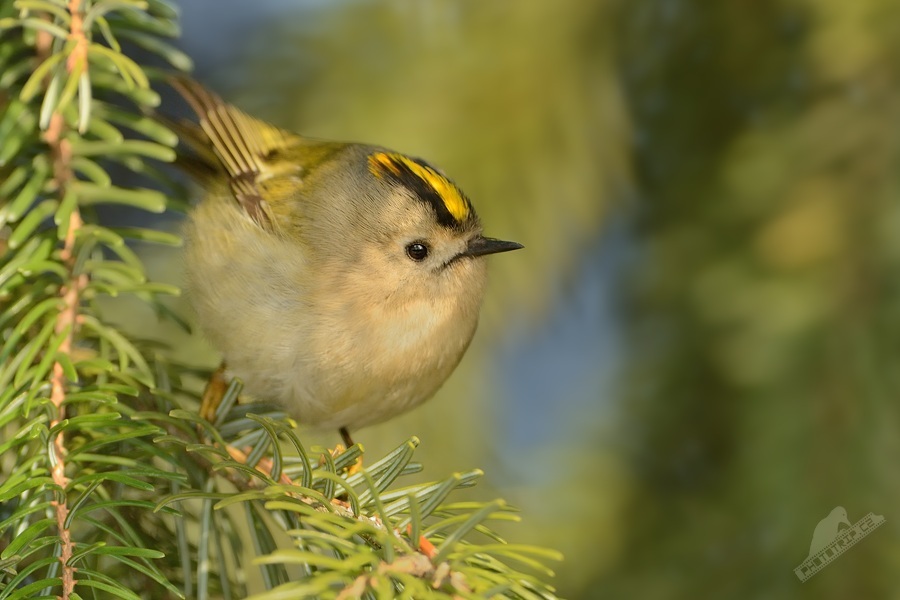 BirdPerHour's tweet image. #birdbot