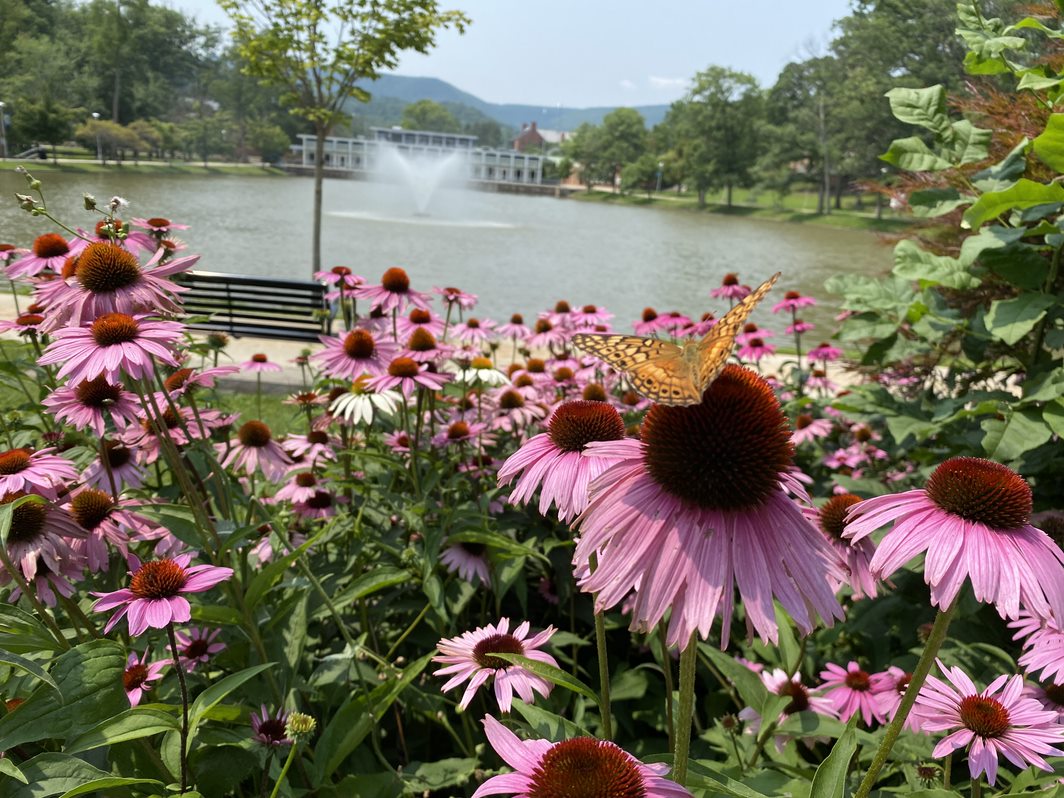 Oh, to be a butterfly on a flower near a fountain right now 😌🦋

Can you guess which campus this was taken from? 

#WhereAreWeWednesday