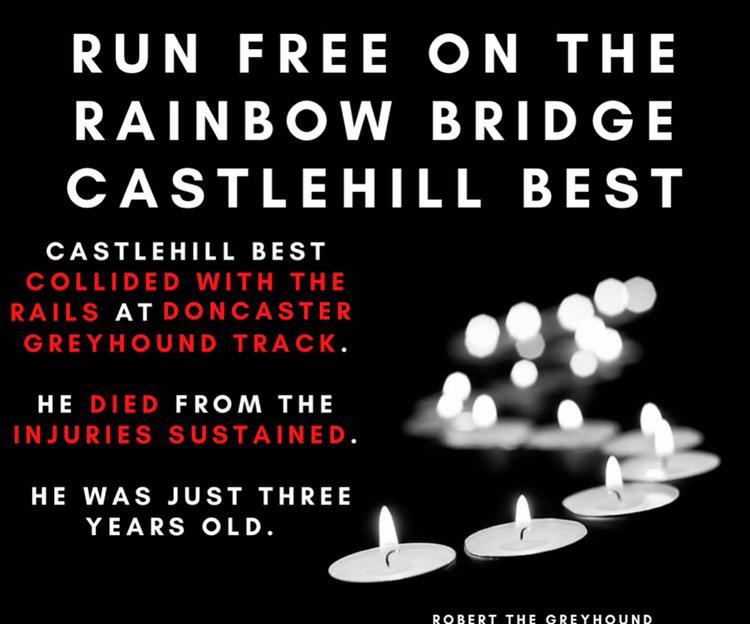 Run Free on the rainbow bridge Castlehill Best. Another casualty of the #GreyhoundRacing Industry. #YouBetTheyDie  #PetsNotBets #BanGreyhoundRacing #EndGreyhoundRacing