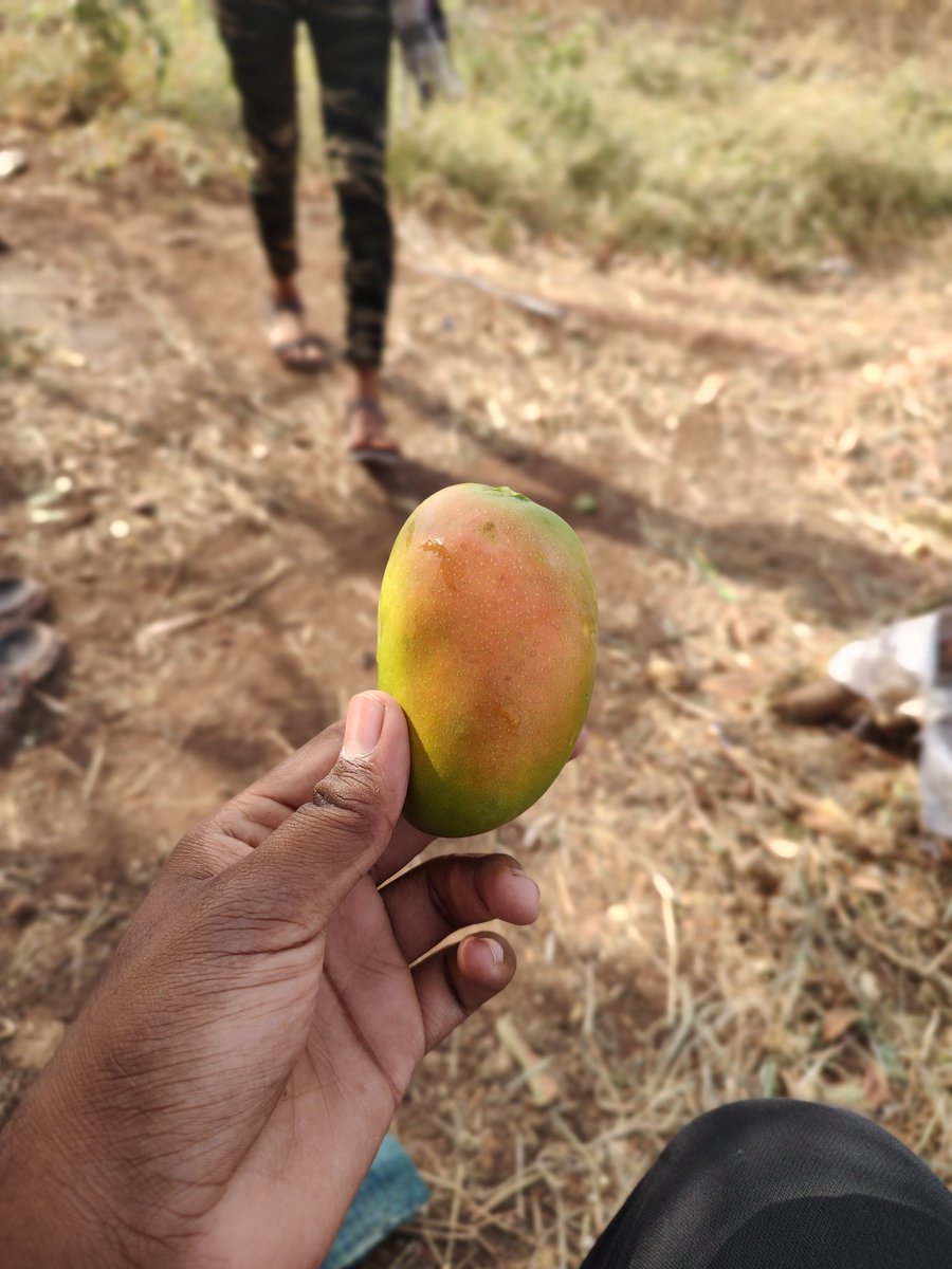 Nishil313's tweet photo. Mangoessss>>>>> https://t.co/cb0oq8AcgT