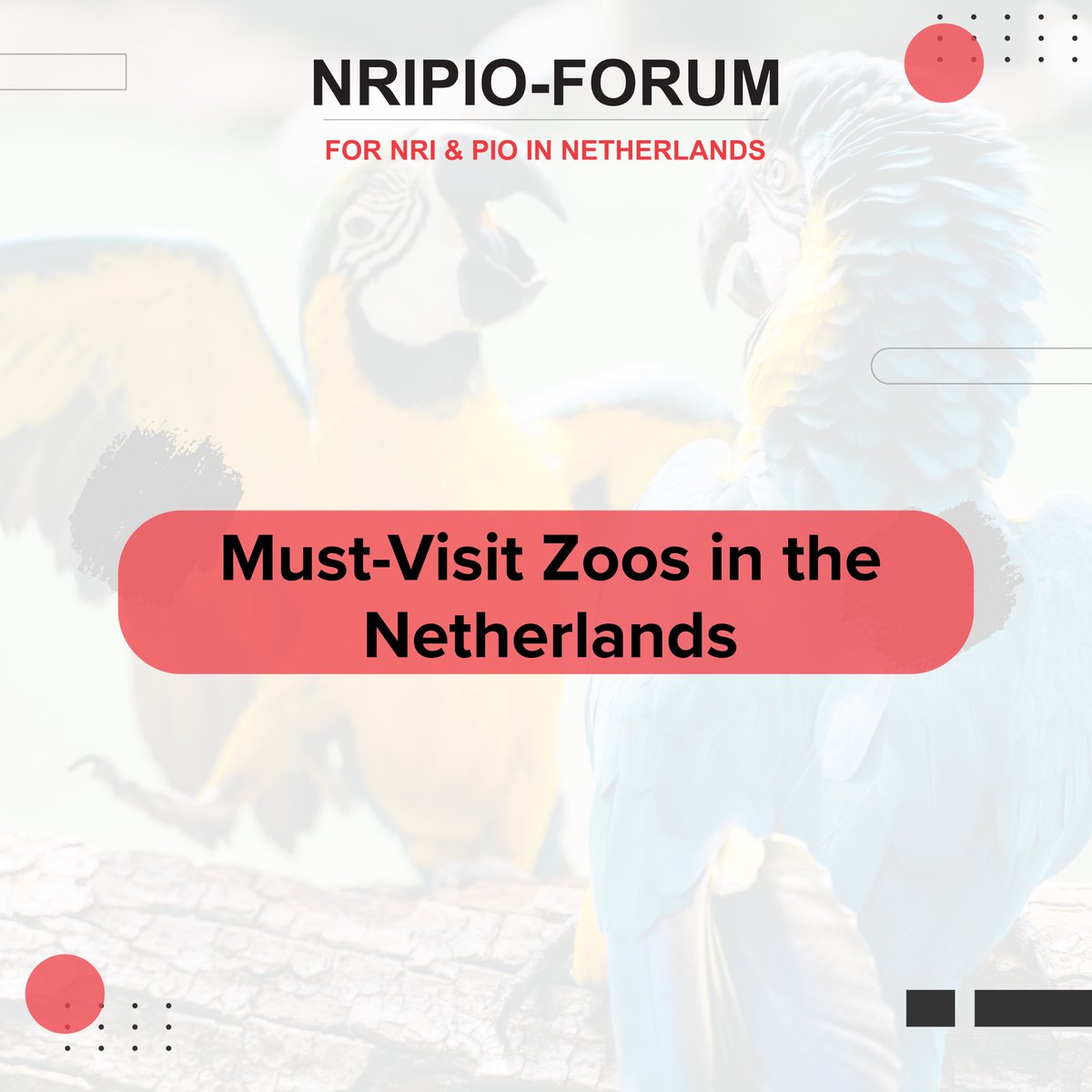 nripio_forum's tweet photo. Create connections between humans and wildlife, one visit at a time in The Netherlands.
.
.
 #ZooConservation #WildlifeEducation #thenetherlands #zoo #wildlife https://t.co/ijBCtMsLiO