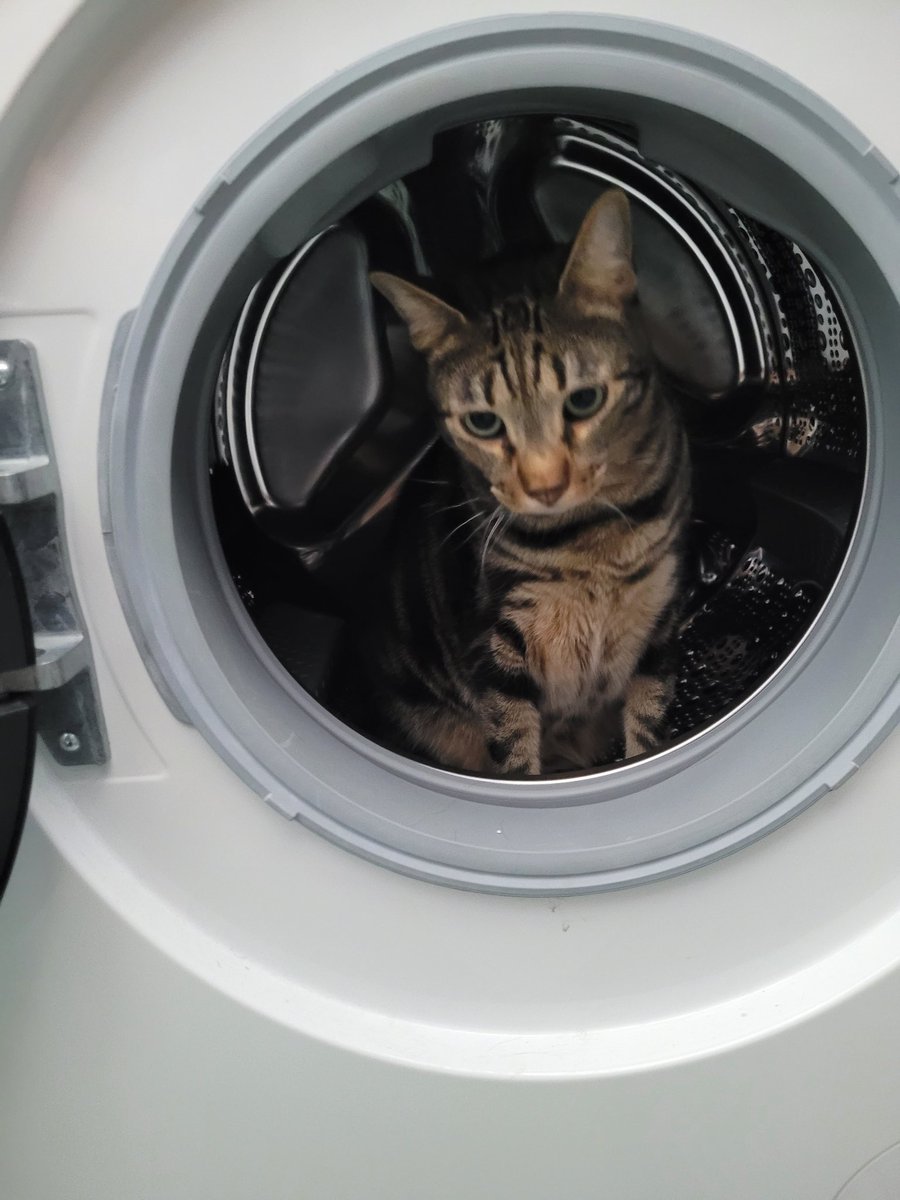 pinguinWrites's tweet photo. Uh... what is he doing there...??
#randomcatcontent https://t.co/rlmvycNYxu