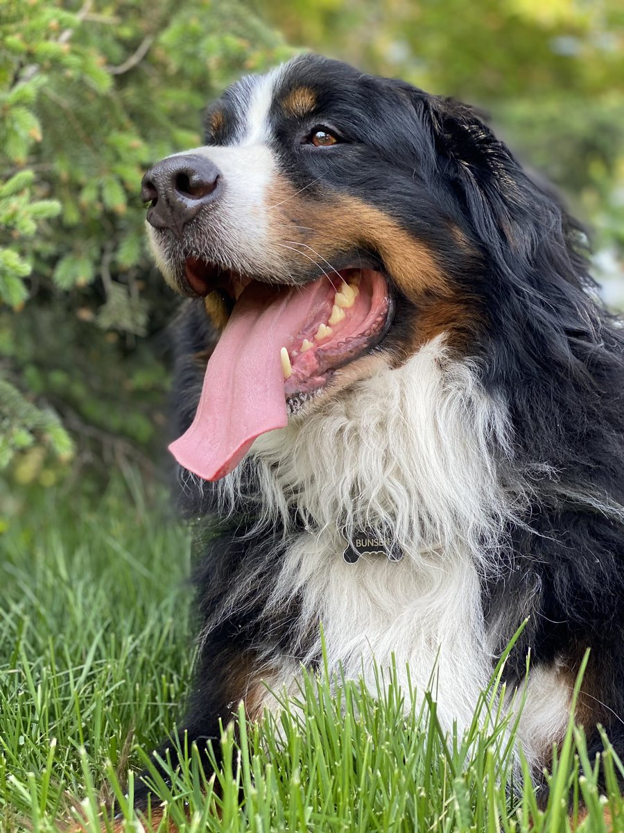bunsenbernerbmd's tweet photo. Good News Fact:

Petting a dog, cat, or other pet decreases the stress hormone cortisol in some people at near similar levels to drugs that do the same thing.

#GoodNewsFact https://t.co/LrgkLUyx3w