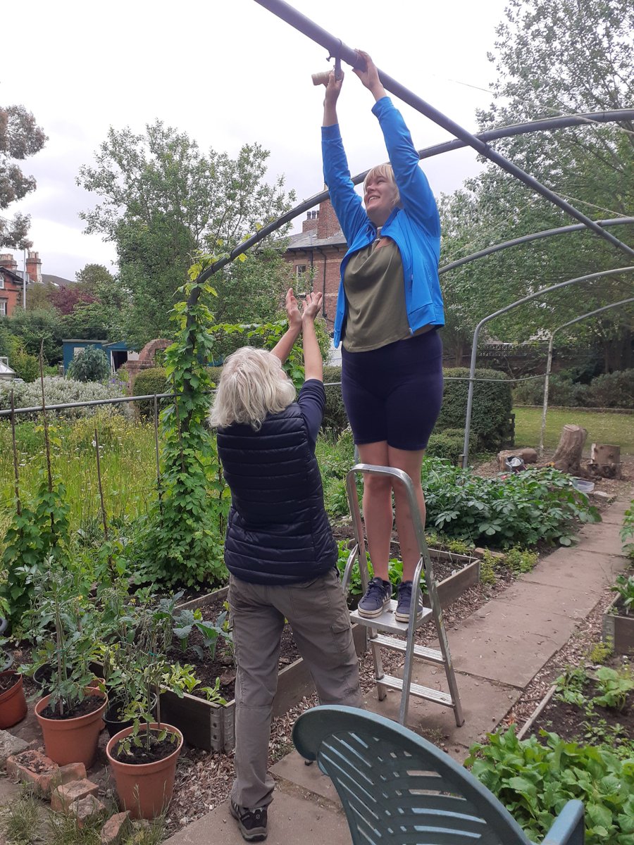 Callister Trust (@callister_trust) on Twitter photo Hops flourishing in the Callister Garden. Glad to have a volunteer tall enough to reach the top of the frame to add side wires to support new growth. <a href="/BrimstageBeer/">Brimstage Brewery</a> <a href="/MakeHamilton/">Make. Hamilton Square</a> <a href="/eco/">Eco</a> Hops flourishing in the Callister Garden. Glad to have a volunteer tall enough to reach the top of the frame to add side wires to support new growth. <a href="/BrimstageBeer/">Brimstage Brewery</a> <a href="/MakeHamilton/">Make. Hamilton Square</a> <a href="/eco/">Eco</a>