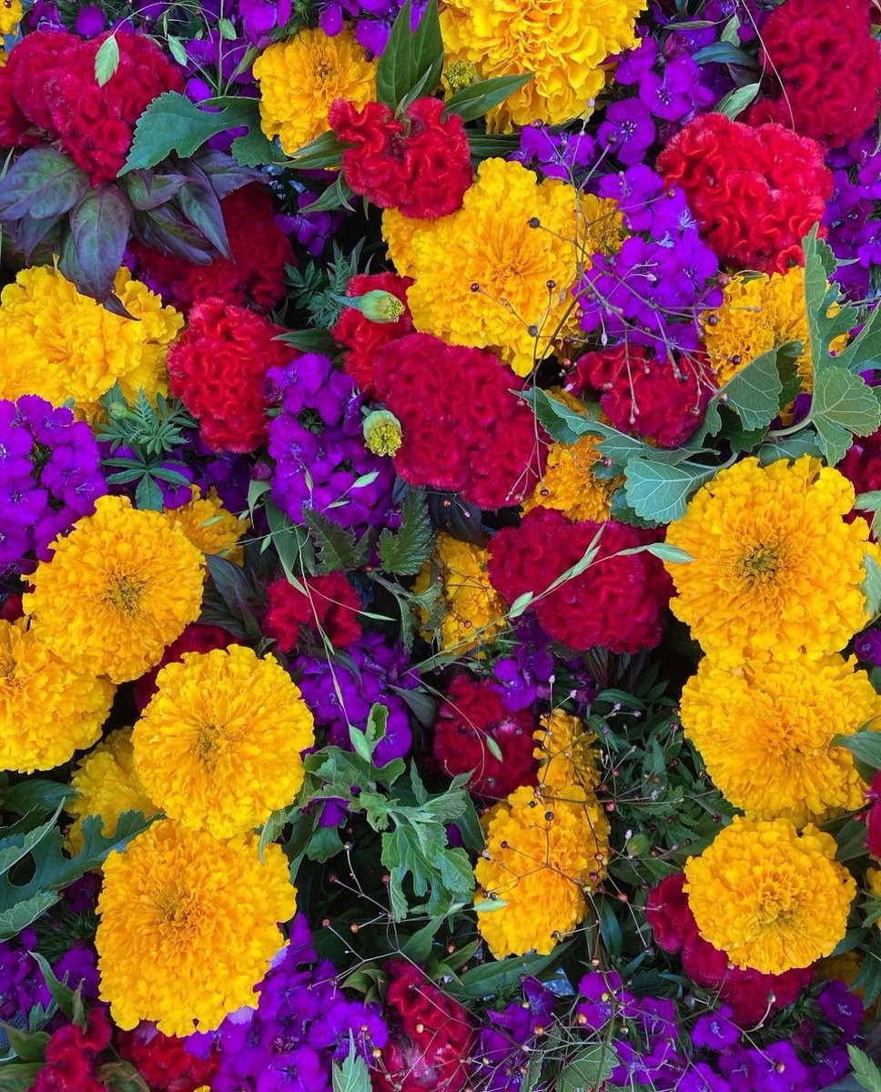 Soluna Garden Farm (@solunagrdnfarm) on Twitter photo Have you got your tickets yet for our Celebrate Pride! flower arranging workshop <a href="/BosPublicMarket/">Boston Public Market</a> ?
June 8 tickets: bit.ly/SGFJune8
June 29 tickets: bit.ly/SGFJune29 Have you got your tickets yet for our Celebrate Pride! flower arranging workshop <a href="/BosPublicMarket/">Boston Public Market</a> ?
June 8 tickets: bit.ly/SGFJune8
June 29 tickets: bit.ly/SGFJune29