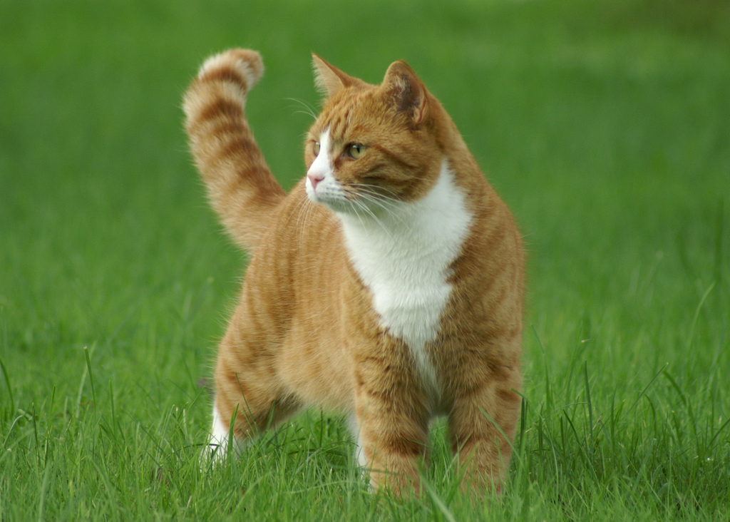 CatPhotoBot's tweet image. 