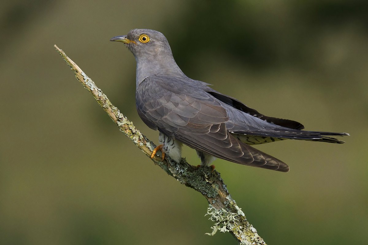 Inverlodgehotel's tweet photo. “On Amanda’s bird watching walk on the way to work today, she saw and heard, a Bullfinch, Cuckoos, Heron and an Eurasian wren!”
The difference between us and the cities,
we have a different type of noise pollution! https://t.co/fRbBsNPmGy