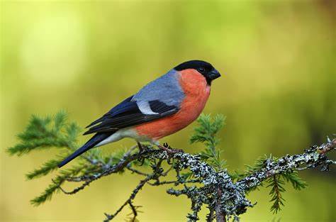 Inverlodgehotel's tweet photo. “On Amanda’s bird watching walk on the way to work today, she saw and heard, a Bullfinch, Cuckoos, Heron and an Eurasian wren!”
The difference between us and the cities,
we have a different type of noise pollution! https://t.co/fRbBsNPmGy
