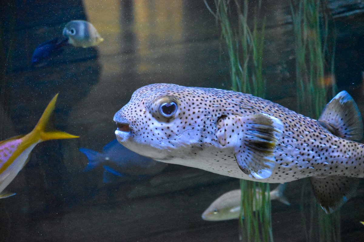 NC DNCR (@ncculture) on Twitter photo Happy #WildlifeWednesday! The <a href="/NCAquarium_RI/">NC Aquarium on Roanoke Island</a> has Porcupinefish that have well-developed spines along their body that inflate whenever threatened. These spines can be up to 5 cm long, making it difficult for other predators to attack. Happy #WildlifeWednesday! The <a href="/NCAquarium_RI/">NC Aquarium on Roanoke Island</a> has Porcupinefish that have well-developed spines along their body that inflate whenever threatened. These spines can be up to 5 cm long, making it difficult for other predators to attack.