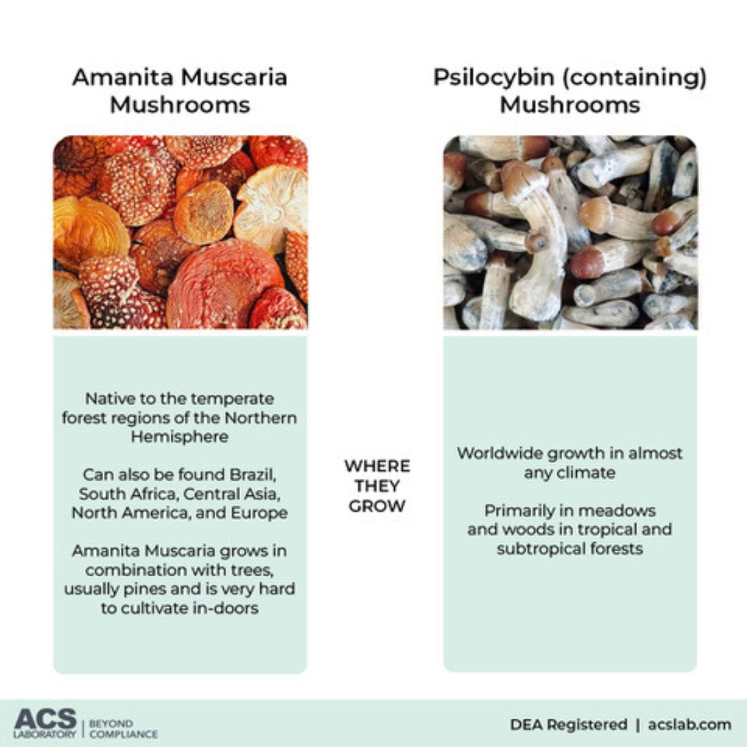 How do Amanita 🍄 mushrooms and psilocybin-containing mushrooms compare? 👇

acslabcannabis.com/blog/amanita-m…

#amanita #amanitamuscaria #psilocybin #magicmushrooms #mush #muschroomtesting #ACS #ACSLaboratory