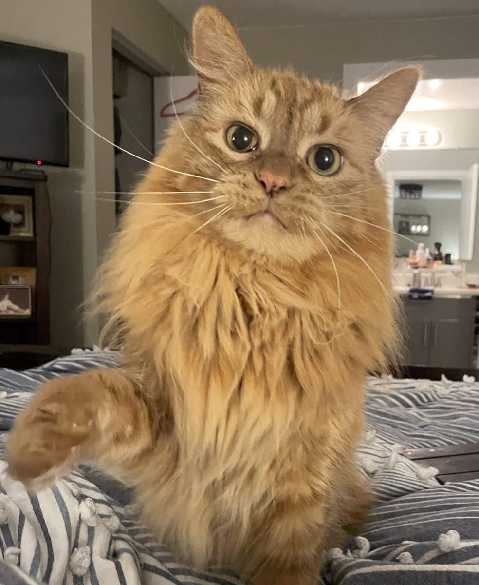 themesscats's tweet photo. Our lil guyβs having his teeth cleaned today. I always worry when he spends the day at the vet, but I know the people at @vcawestseattle will take care of him. #jaxoncat
.
#catsarefamily #nervouscat #gingercats #gingercatsrock #gingercatclub #orangecat #orangecats #cats https://t.co/UnlmTadYn4