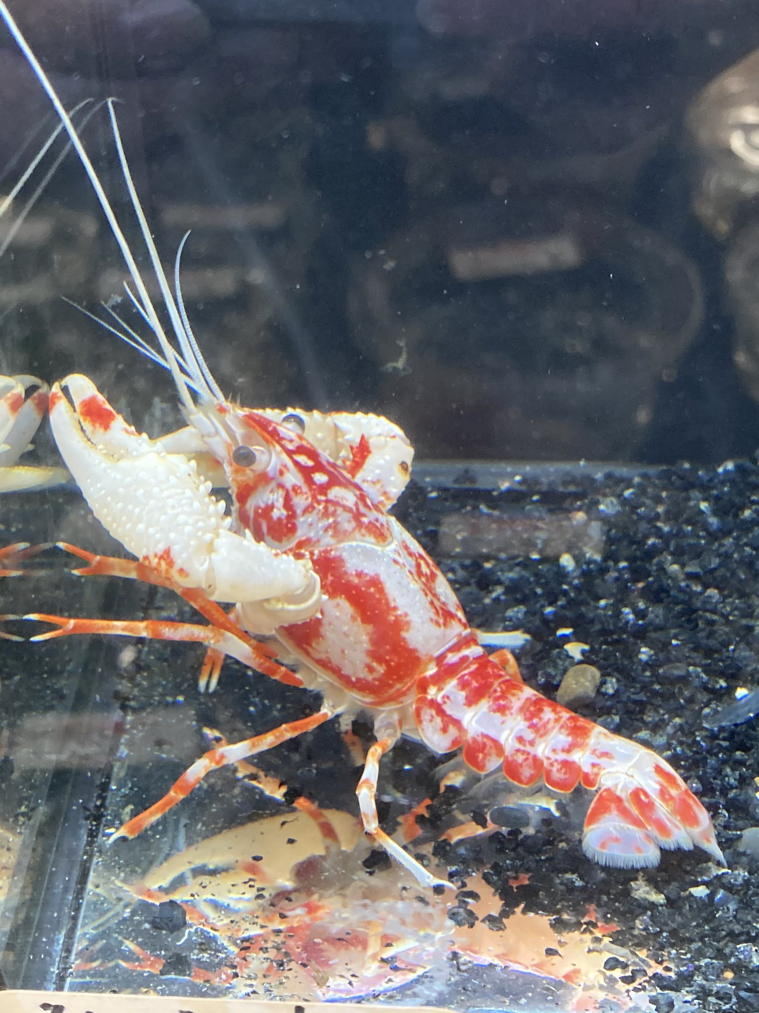 のりザリガニ様オーダー のりザリガニ様オーダー Lee ≪Sサイズ≫ リー オーバーオール