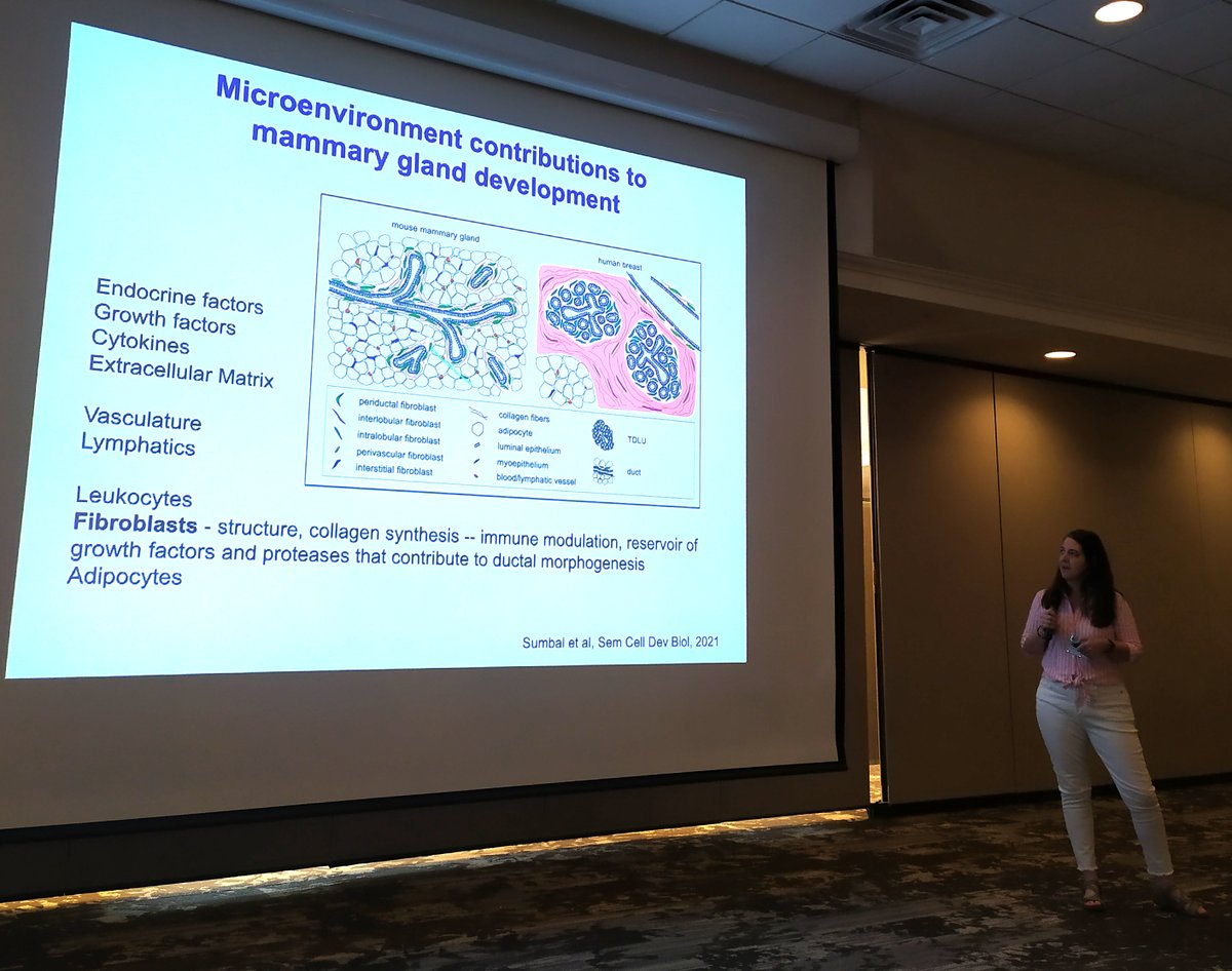 Our review on the important roles of #fibroblasts in #mammary gland #development was highlighted on the @GordonConf on Mammary Gland Biology! Have you read it yet? @jakubsumbal @dbelisova @Science_MEDMUNI sciencedirect.com/science/articl…