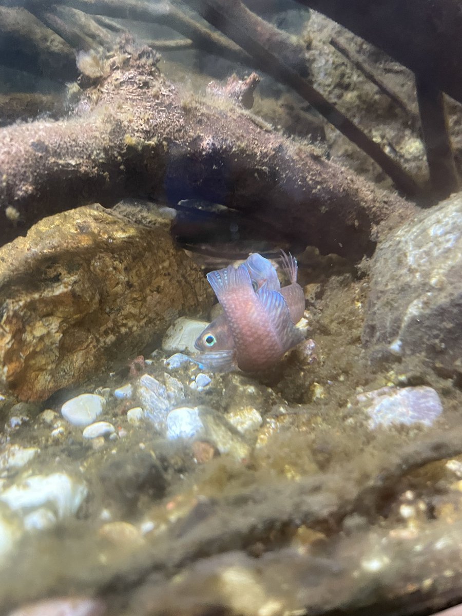 ついに！