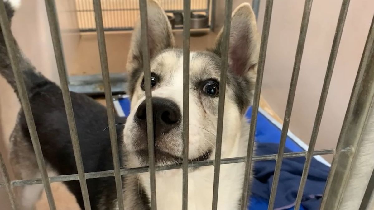 abc7newsbayarea's tweet photo. South Bay animal shelter has over 900 pets in urgent need for adoptions or fosters https://t.co/QRNg5HE03M https://t.co/VjZqi3zNvq