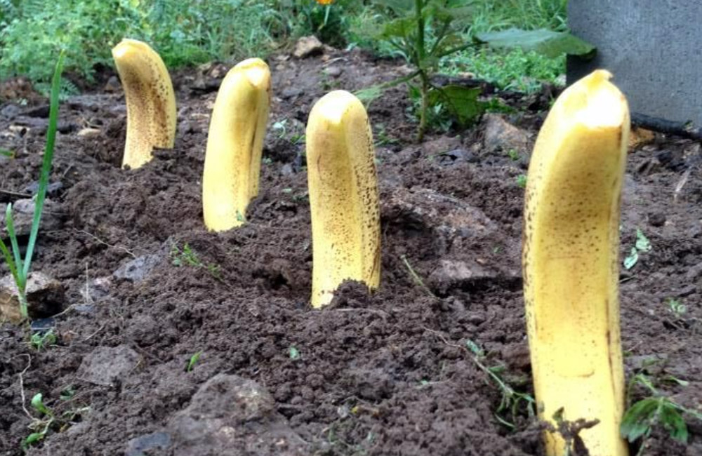 TipsandTricksUS's tweet image. Not many people know they should put banana's in their garden. This is why: tips-and-tricks.co/home-and-garde… #Banana #MustRead #gardening #GardeningTwitter #gardens  #LifeHacks