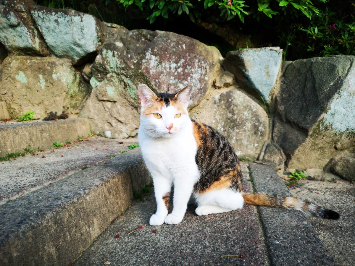 にゃんにゃんにゃん😻