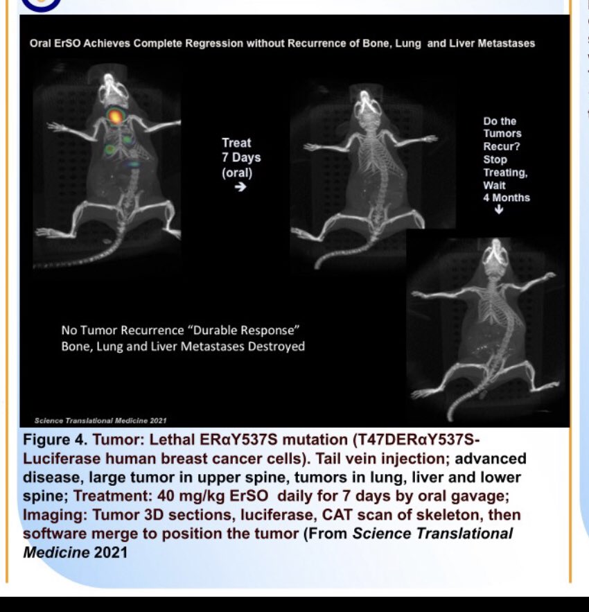 rushmorealum's tweet photo. refresher pic on #ErSO which involves the Unfolded Protein Reponse. UPR and ER stress are very real and are being studied by people a lot smarter than me.
In any case- animal tests show what #ErSO or its later versions (#SERA2) might do for humans. https://t.co/bfyDjUt07d