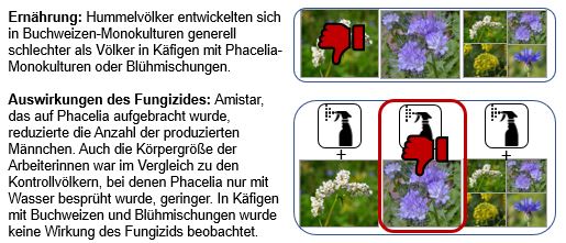 naturealexk's tweet image. Gemeinsam mit Partnern von @poshbee_eu zeigte Dimitry, dass die Blütenpflanzenart, auf die ein Fungizid gesprüht wird, darüber entscheidet, wie das Fungizid #Amistar auf #Hummeln wirkt🐝🌼
sciencedirect.com/science/articl…