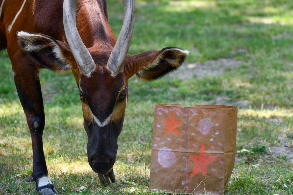 Potter Park Zoo on Twitter "Happy World Bongo Day! Eastern bongo are