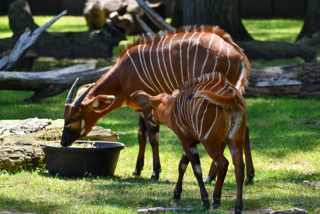 Potter Park Zoo on Twitter "Happy World Bongo Day! Eastern bongo are