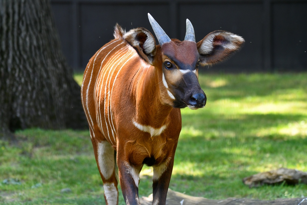 Potter Park Zoo on Twitter "Happy World Bongo Day! Eastern bongo are