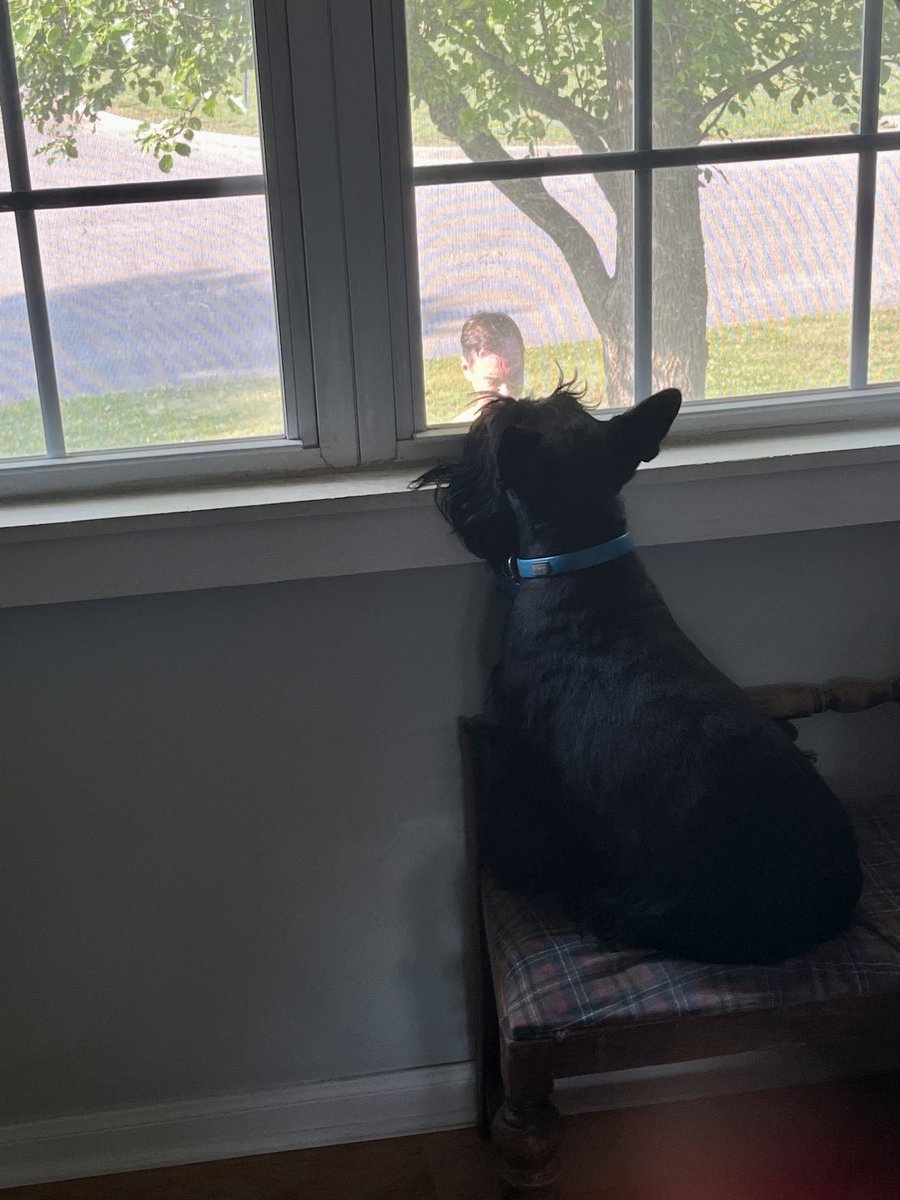 Murphy watching his dad water the plants this morning. He’s whining. #DogsOfTwitter #scottydog