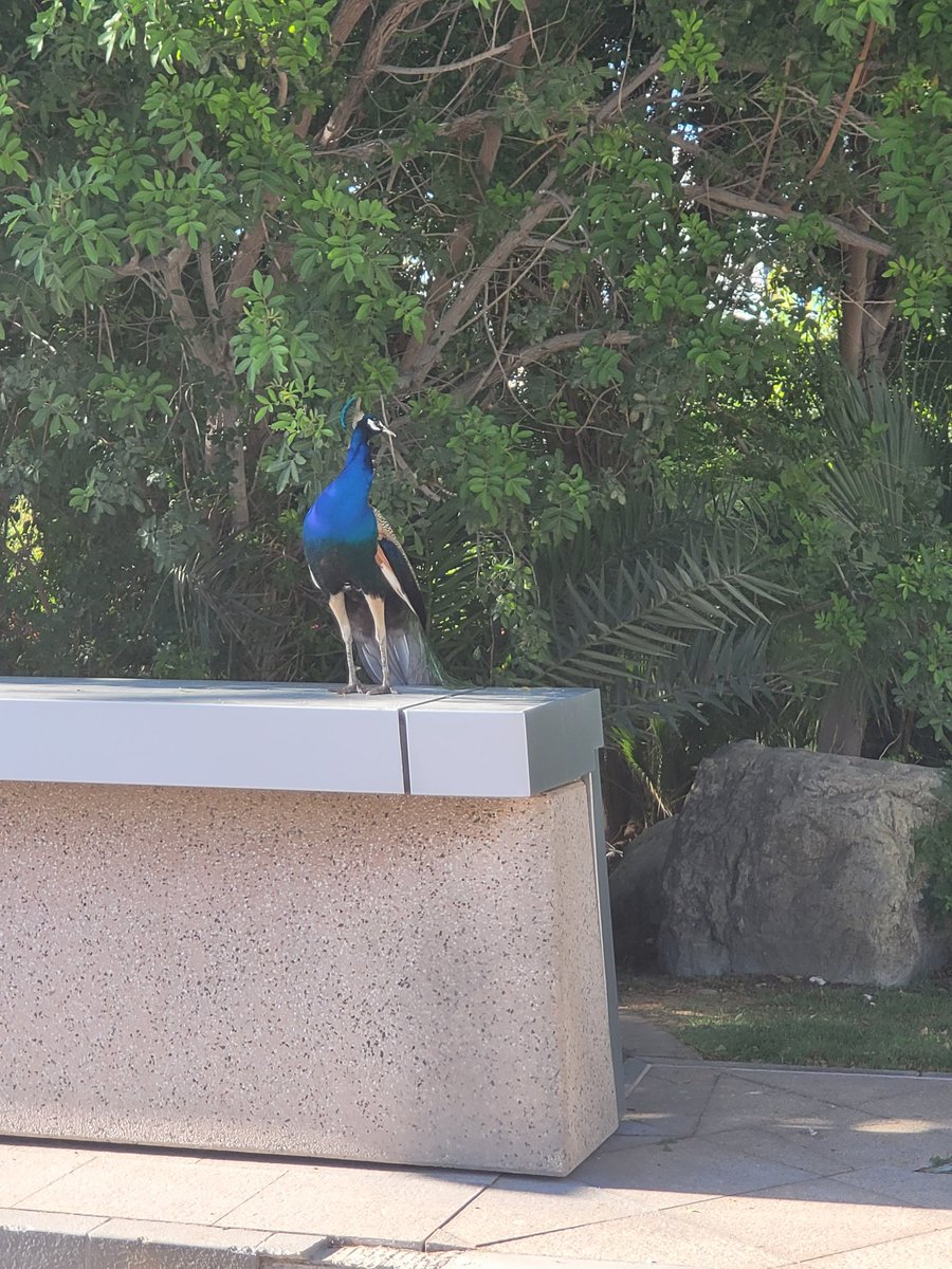 a beautiful peacock in #dubai streets 
#DIFC