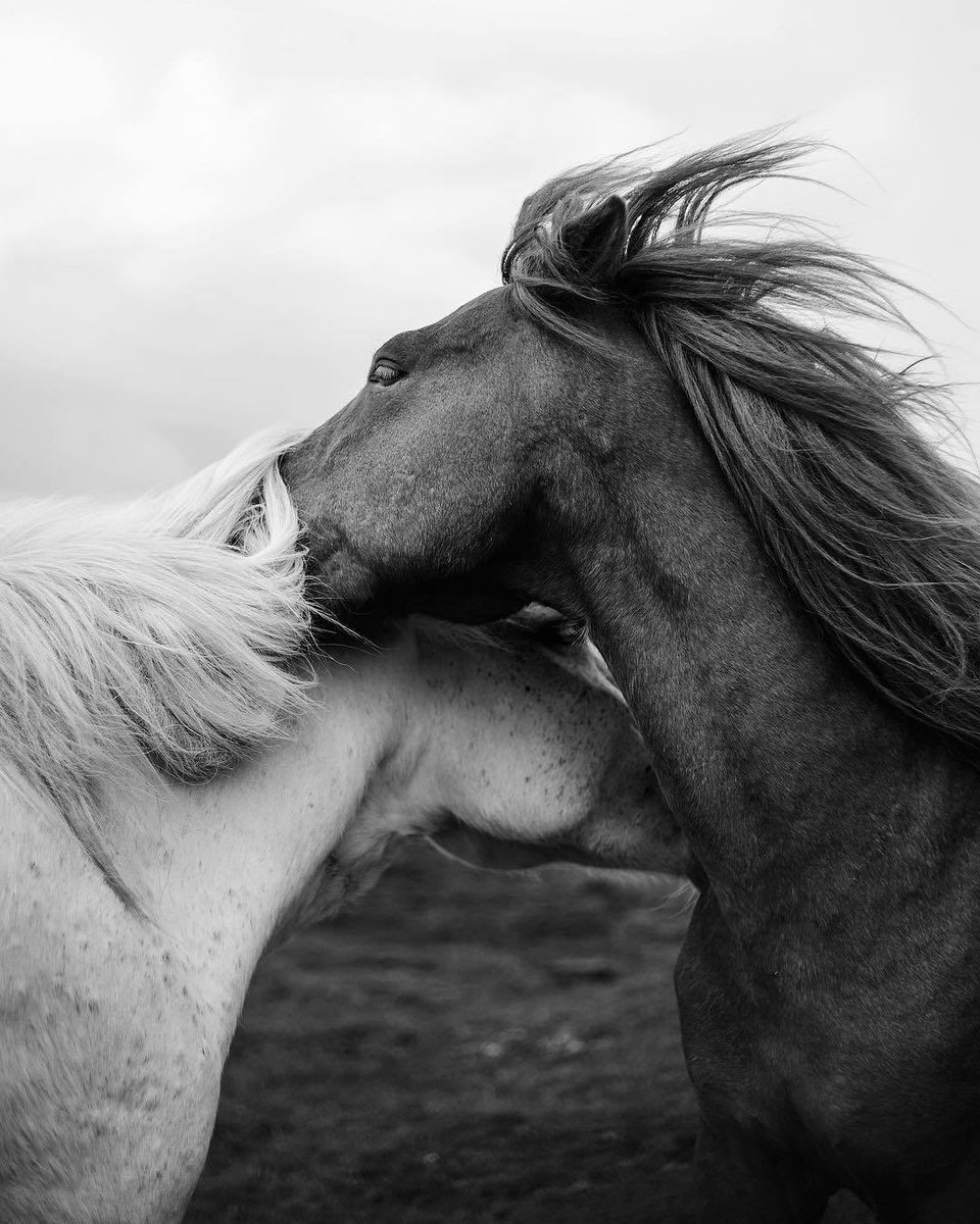 poetical photos. (@poeticalphotos) on Twitter photo 