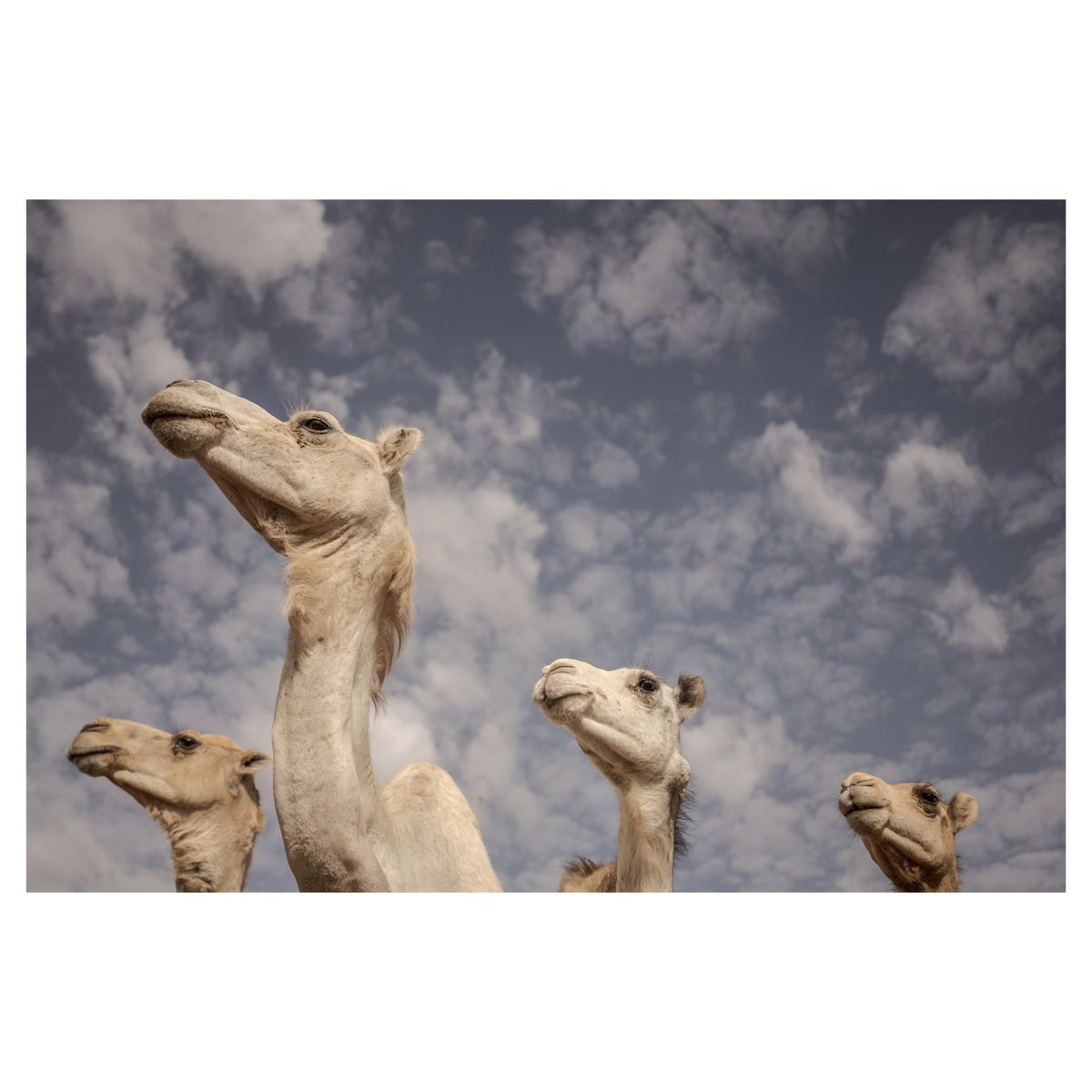 Annika Hammerschlag tweet media