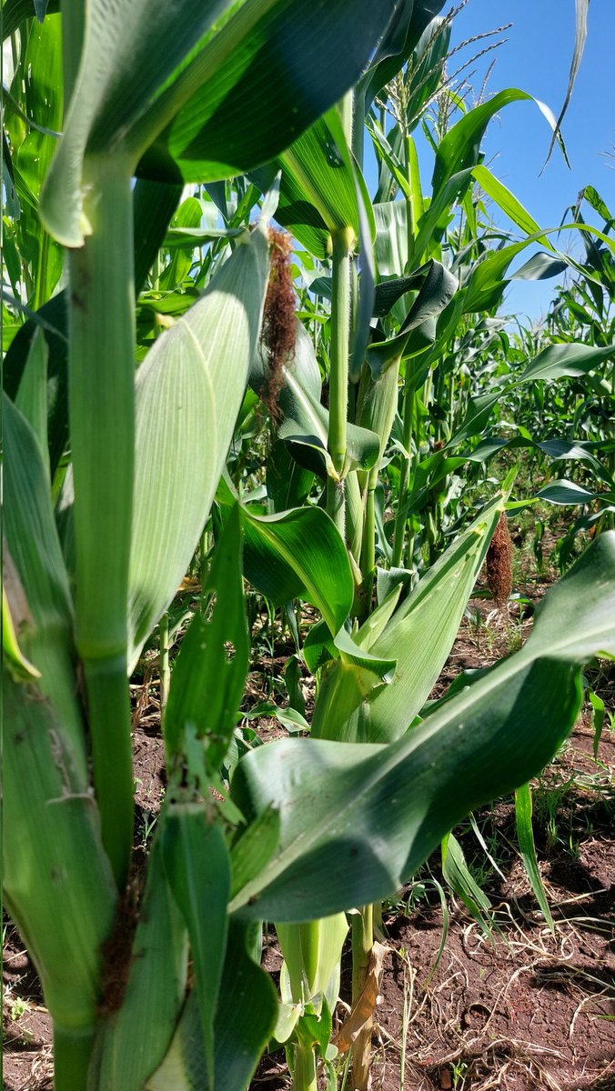 lucas_olewe's tweet photo. To sow a seed is to #hope. 
Farmers are #optimists.
Farming is a profession of #hope 

Pannar 3M-05 planted from @PannarSeedZA with @YaraKenya MiCrop fertilizer https://t.co/tDPVyx3lAv
