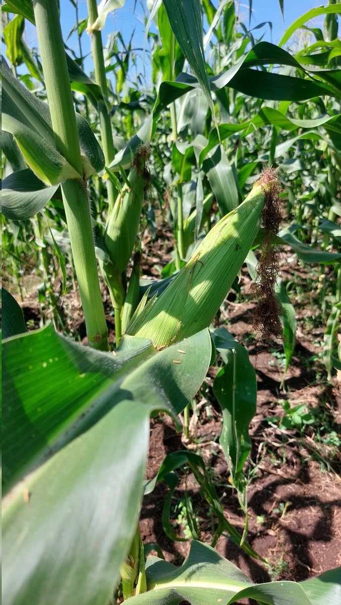lucas_olewe's tweet photo. To sow a seed is to #hope. 
Farmers are #optimists.
Farming is a profession of #hope 

Pannar 3M-05 planted from @PannarSeedZA with @YaraKenya MiCrop fertilizer https://t.co/tDPVyx3lAv