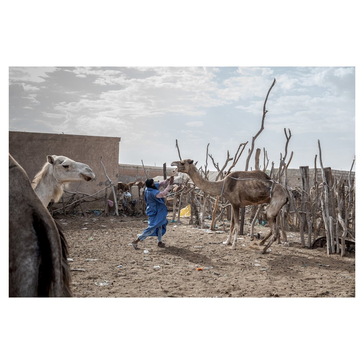 Annika Hammerschlag tweet media