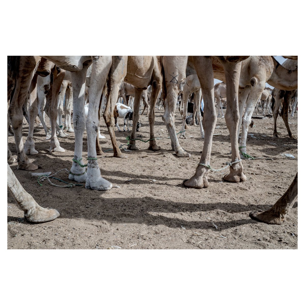 Annika Hammerschlag tweet media