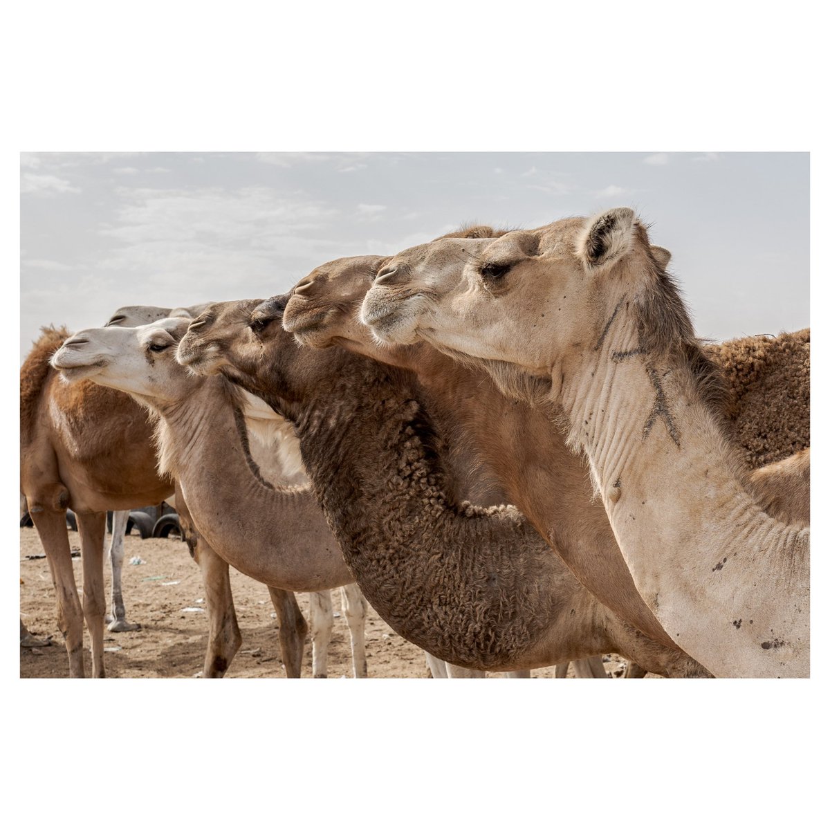 Annika Hammerschlag tweet media