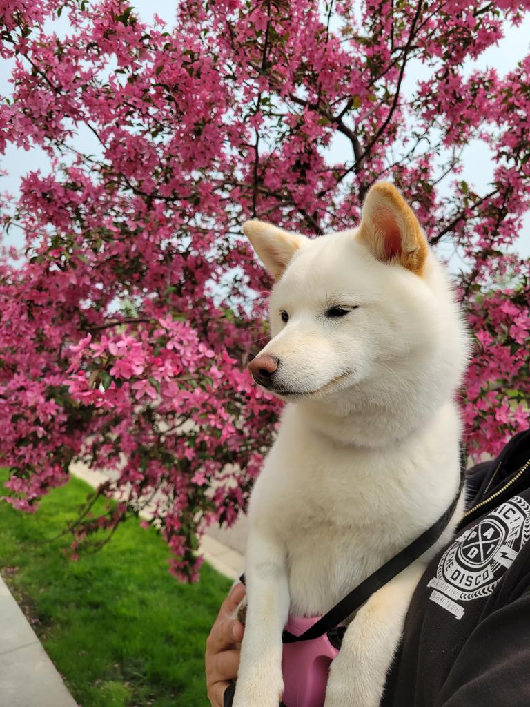 xaiofang's tweet photo. @Werewolf_V Def getting Yasuke as soon as I am able! 🥰 need one since I have a shibe https://t.co/Z9DKQ0uPQm