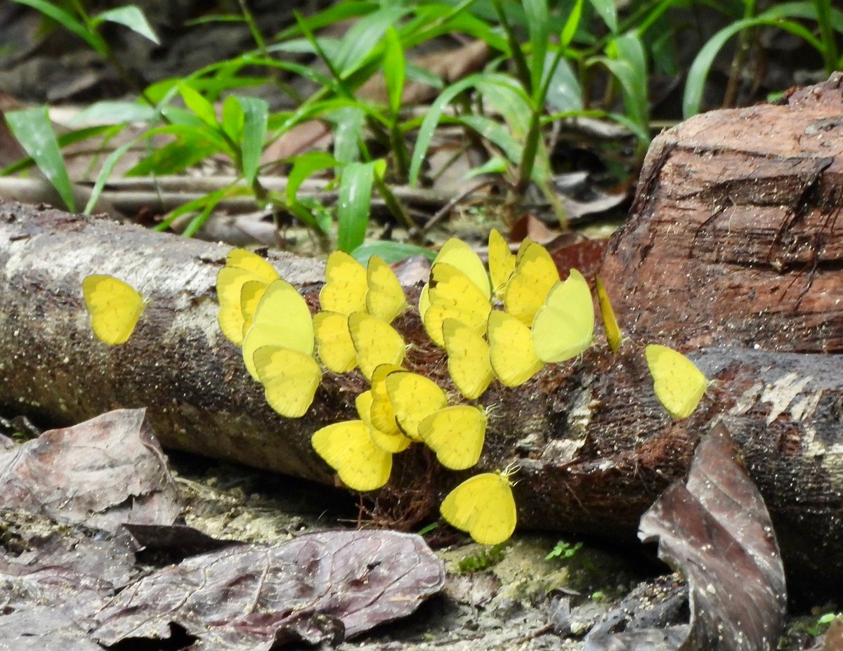 PlantChaser's tweet photo. Huddling lemon emigrant butterflies #lemonemigrant #commonemigrant #butterflies #insects #nature #naturephotography #forests https://t.co/5m1Fhl4qyp