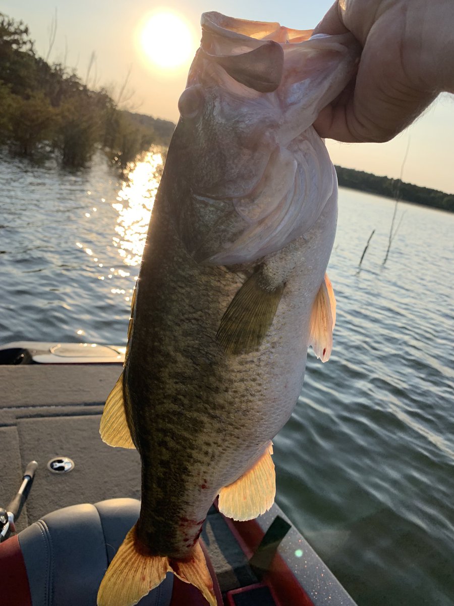 Another 7lbr yesterday evening.. #Bassfishing #WeAreFishing