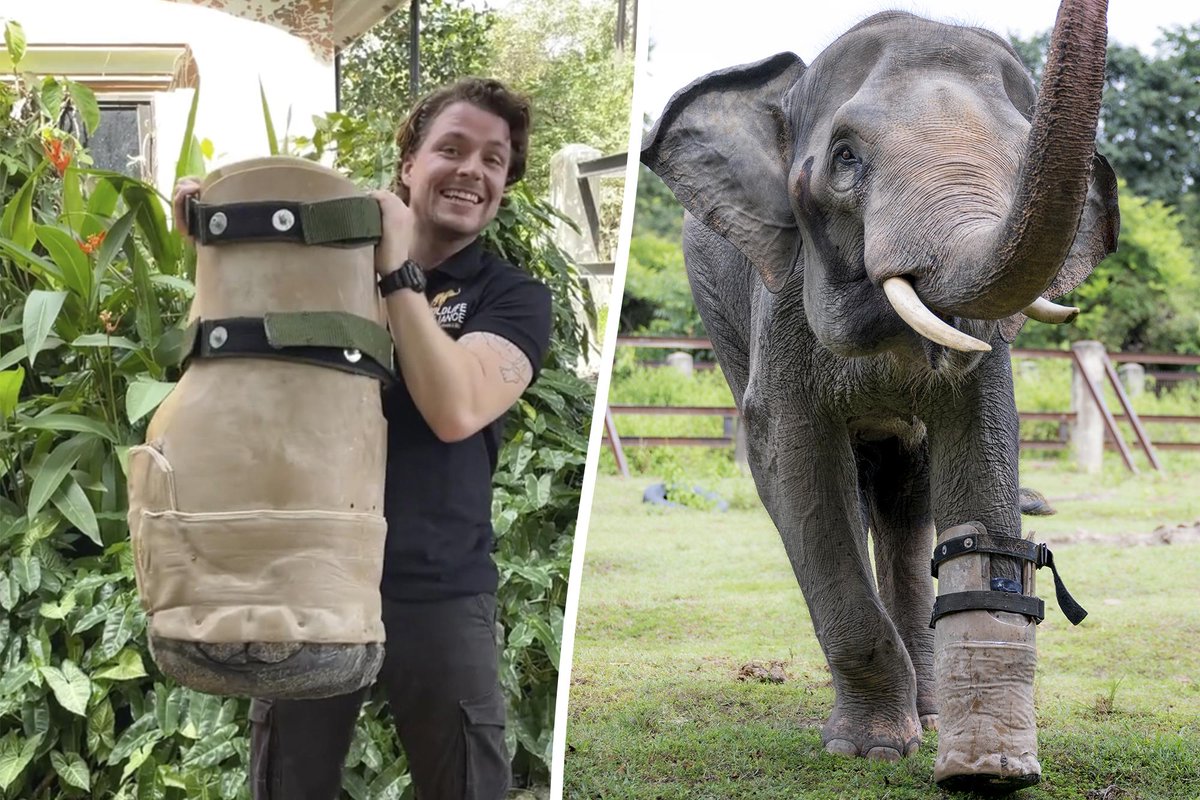 #Trending on Newsflare:

Rescued elephant fitted with a prosthetic foot so he is able to walk again 🐘

Watch the full video 👉 bit.ly/429Ehsw