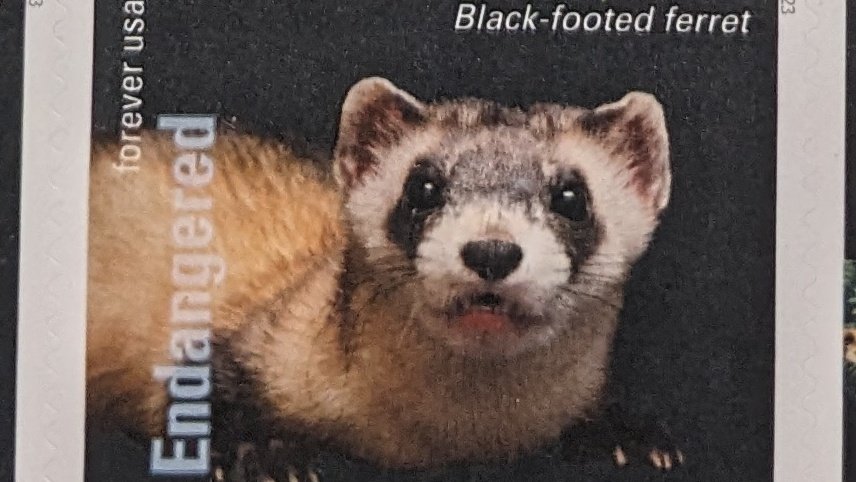 The United States Postal Service released 20 stamps dedicated to endangered species in the US. 🐾 #Ferret #EndangeredSpeciesAct