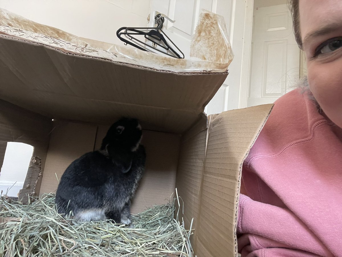 The box of hay has become a permanent fixture, it makes an excellent boredom breaker (but is very messy)! We’ve been trialling lots of different things to keep Mops out of mischief while I’m on placement

#boredombreaker #rabbitsoftwitter #bunniesoftwitter #houserabbit