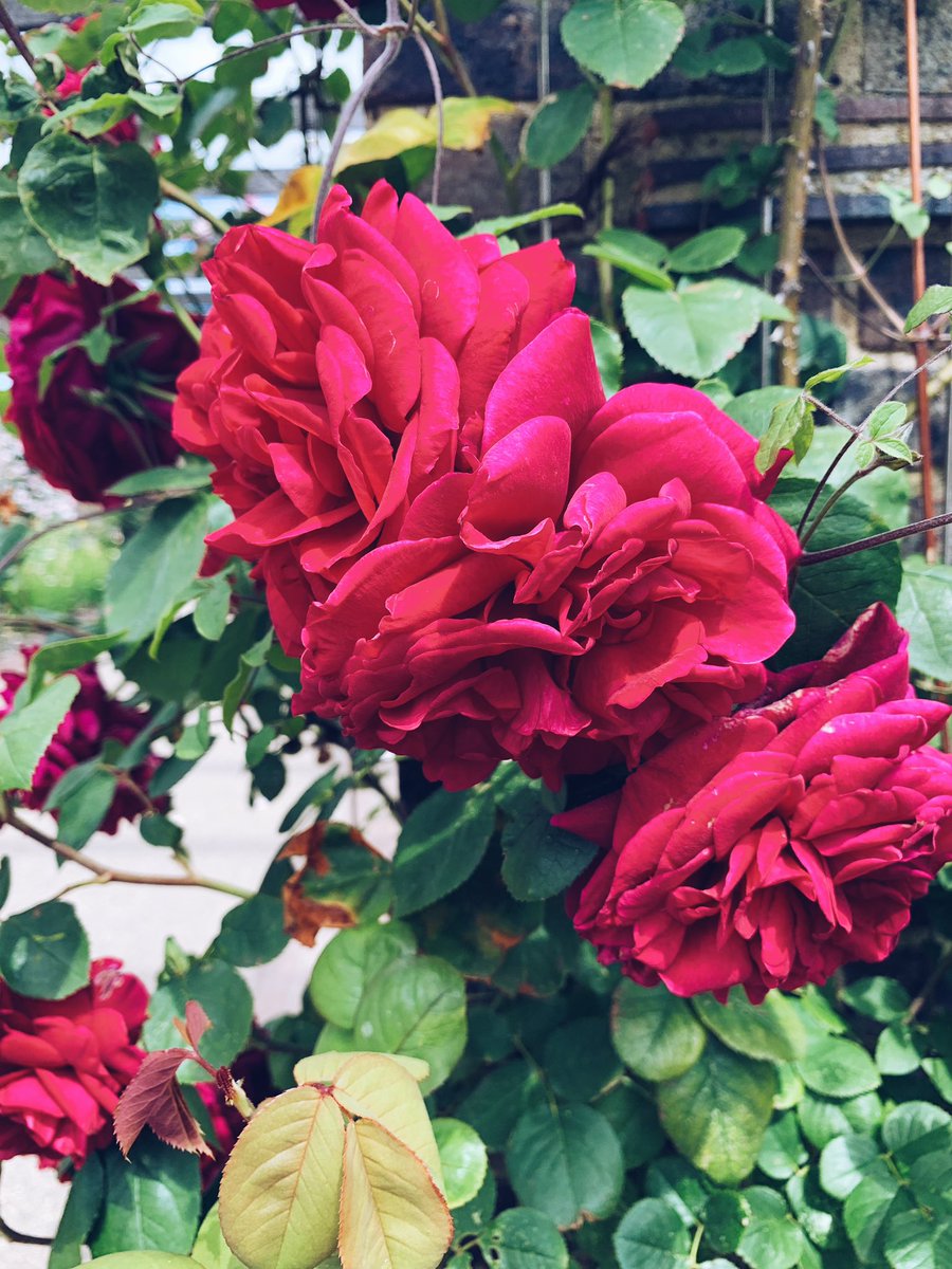 Pretty in pink 🌹 #garden #gardening #gardentools #gardentool #gardenjobs #gardenersofinstagram #gardengram #gardenersofig #gardenersofinsta #gardenlife #gardendesign #gardenphoto #gardenphotography #picoftheday #foryou #foryoupage