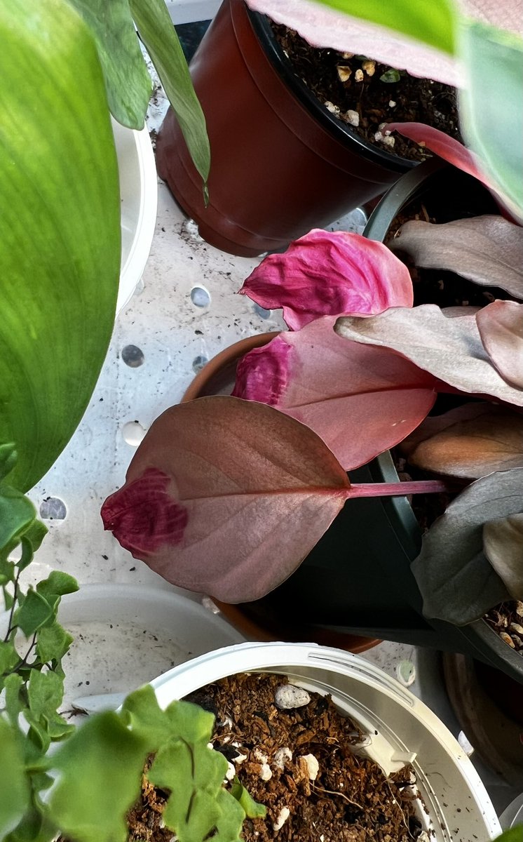 호말로메나 핑크(레드?)벨벳
주기적으로 구엽 신엽 가리지 않고 잎이 한번씩 저래 되는데ㅜ 이번엔 세 장이나 한꺼번에... 이유가 뭘까요🥹 아시는 분....! 헲! T0T!!