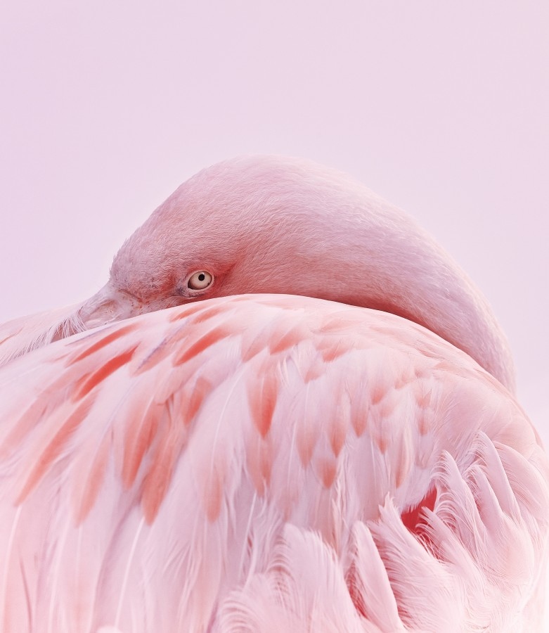 AppliedArts's tweet photo. Flamingo by Chris Gordaneer @cgordaneer, 2023 Applied Arts Photography Awards winner in the Nature/Landscape & Wildlife catergory.
For more details https://t.co/iQPkpE3bBl
#photography #photographer #imagemaker #creative #pinkflamingo #ads #advertisingagencies #appliedarts https://t.co/aYBJuYBsPB